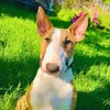 girobull