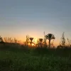 ابن الريف 🌳🌲🪵