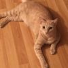 squeakthekitty