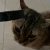 bmsfl0w