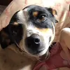 moleka_fox