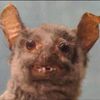 cheemeyx9x