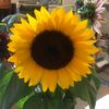 nj_sunflower