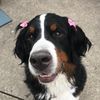 cookiesmom1218