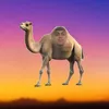 CamelSkits