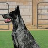smokeytheacd