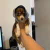 brownidog
