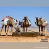 جبار —وايله—711