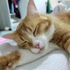 sleeping_cat67