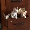 cataroundmeee