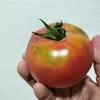 rndy530