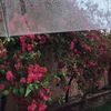 mariam_9781