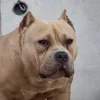 bg_cartel_bully