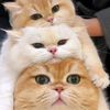icheeseusomuch
