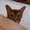 fantacat888