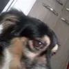 fred_o_dog2
