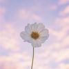 __fatima948