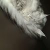 aqib_8718