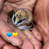 rosy_diana2