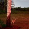fiv_1j