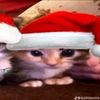 ghostly_cat_