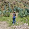 lau_vane0904