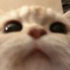 jawer_kotok22