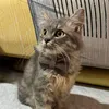 kirameoww_
