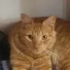 eduardo_leopard