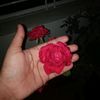 shathy28