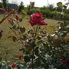 dy2vuprw80x2