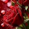 husseinaljan