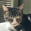 catspecial0