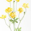 buttercup24.7