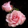 zahoosabri2