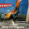 sanjayafarmtulungagung