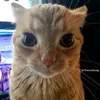 idkwhattosetmyuseras0