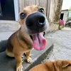 bongxinhiu090