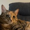 alleyxcat