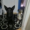dn.pawpack