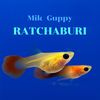 mik_guppy