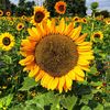 sunflower45684