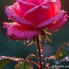 mustafa_.3636