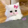 jawhary24