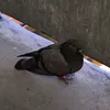 da_6lyat