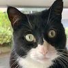 charleythecatt