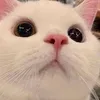 mameoww3