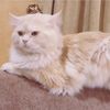 foufa3006