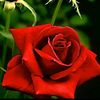 b.aal