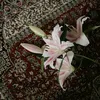 da__8_27